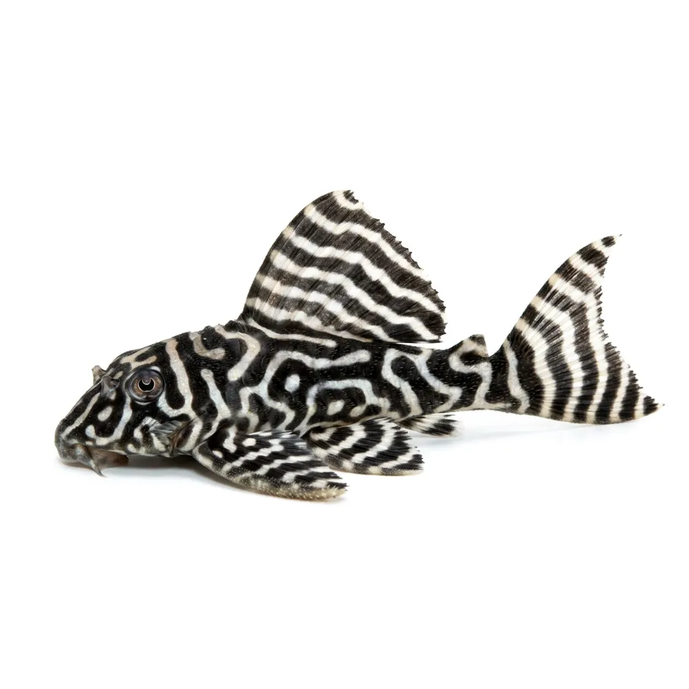 Gul kungtigerspleco L333 (Hypancistrus seideli) 7-9 cm