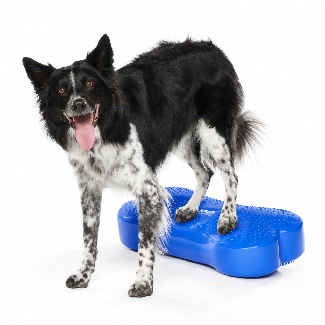 FitPAWS Regular K9 FITbone - 2