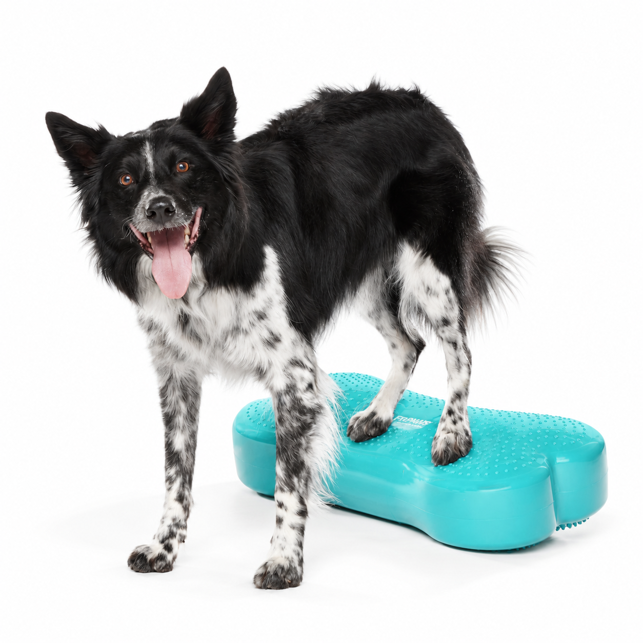 FitPAWS Regular K9 FITbone - 6
