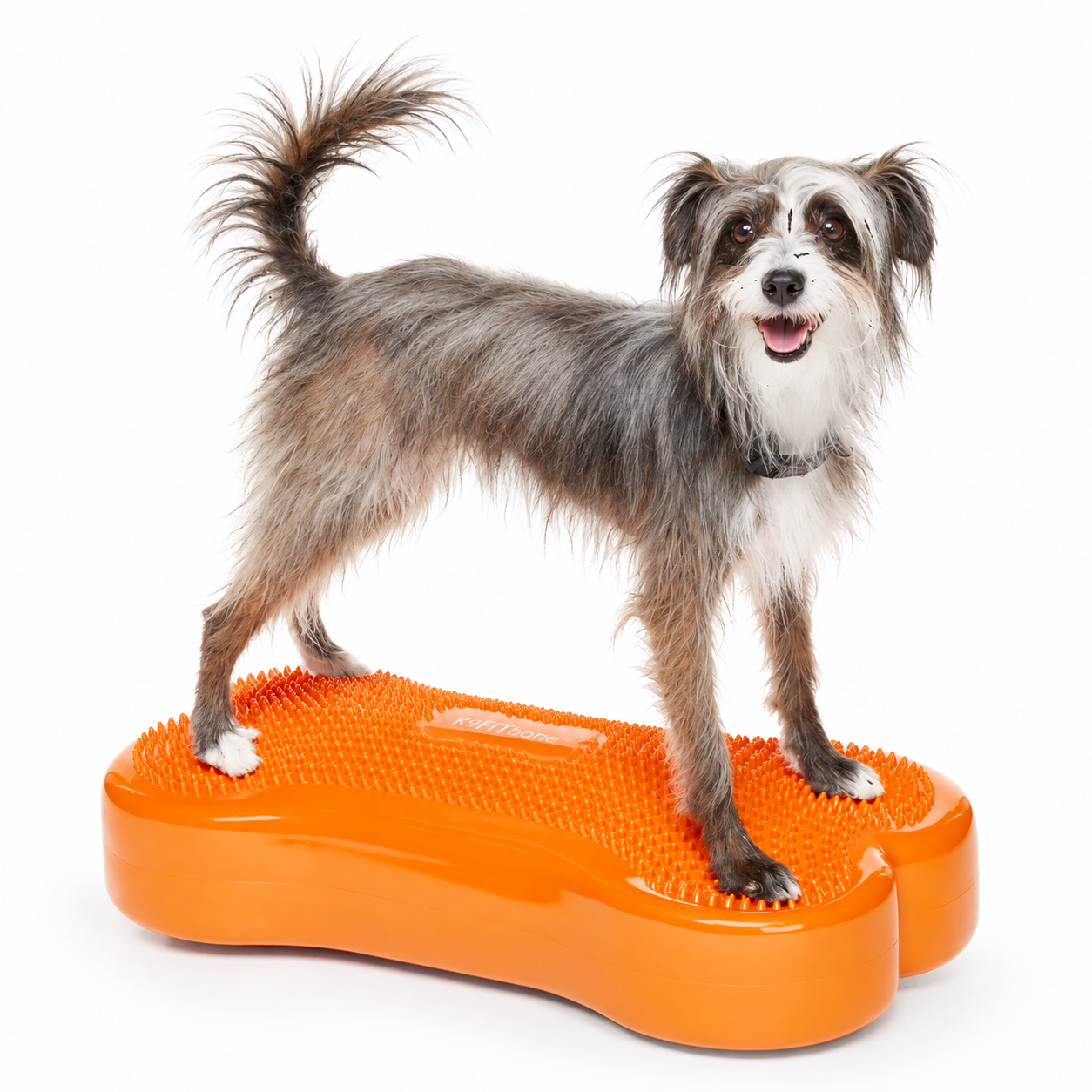 FitPAWS Regular K9 FITbone - 4