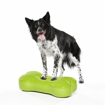 FitPAWS Regular K9 FITbone