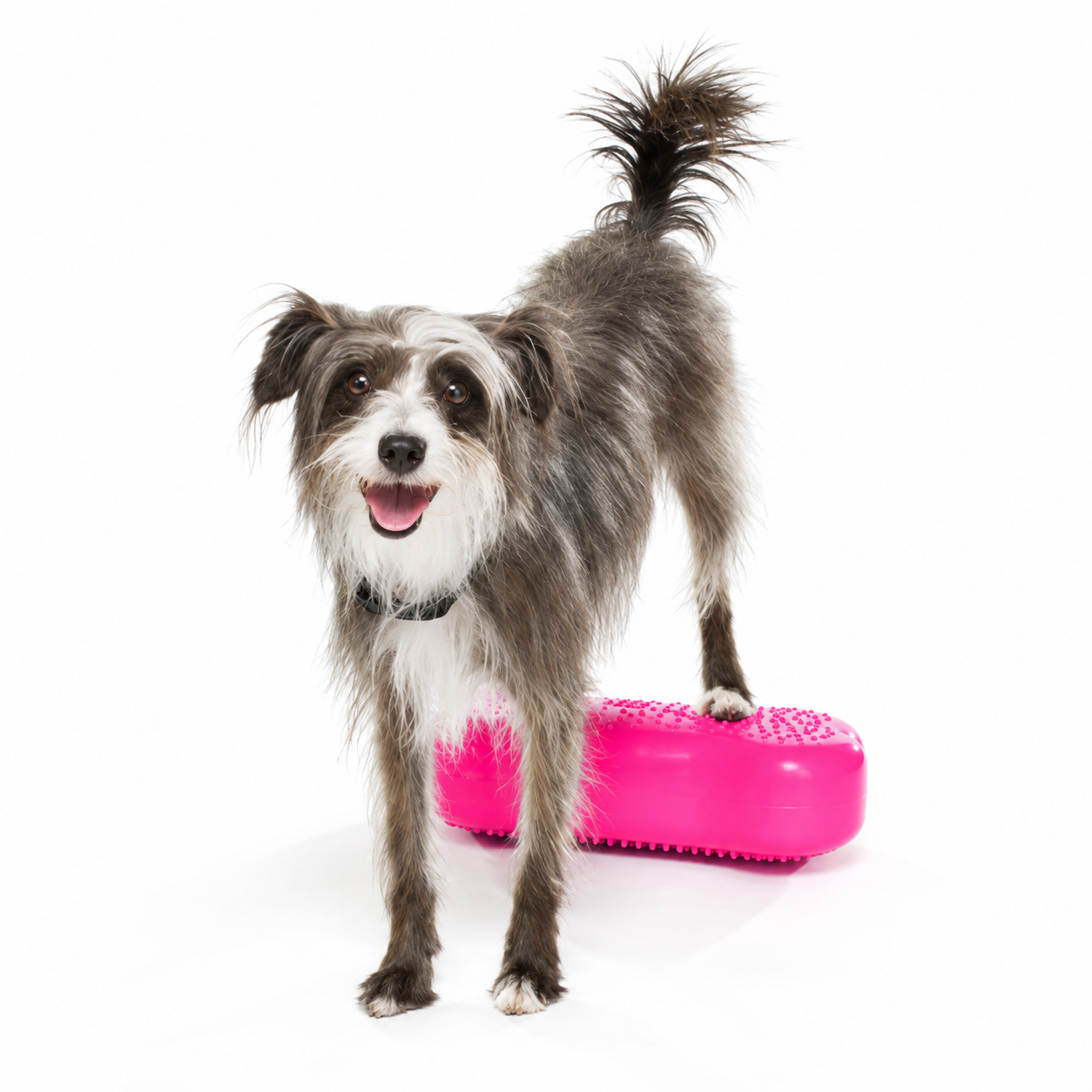 FitPAWS Mini K9 FITbone (set om 2st) - 5