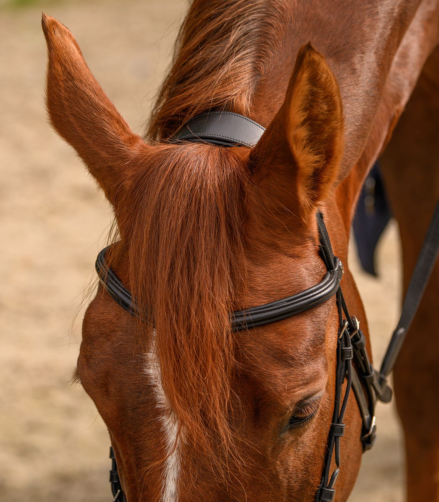 Waldhausen X-Line Hackamore Bridle Bitless Sensitive  - 3