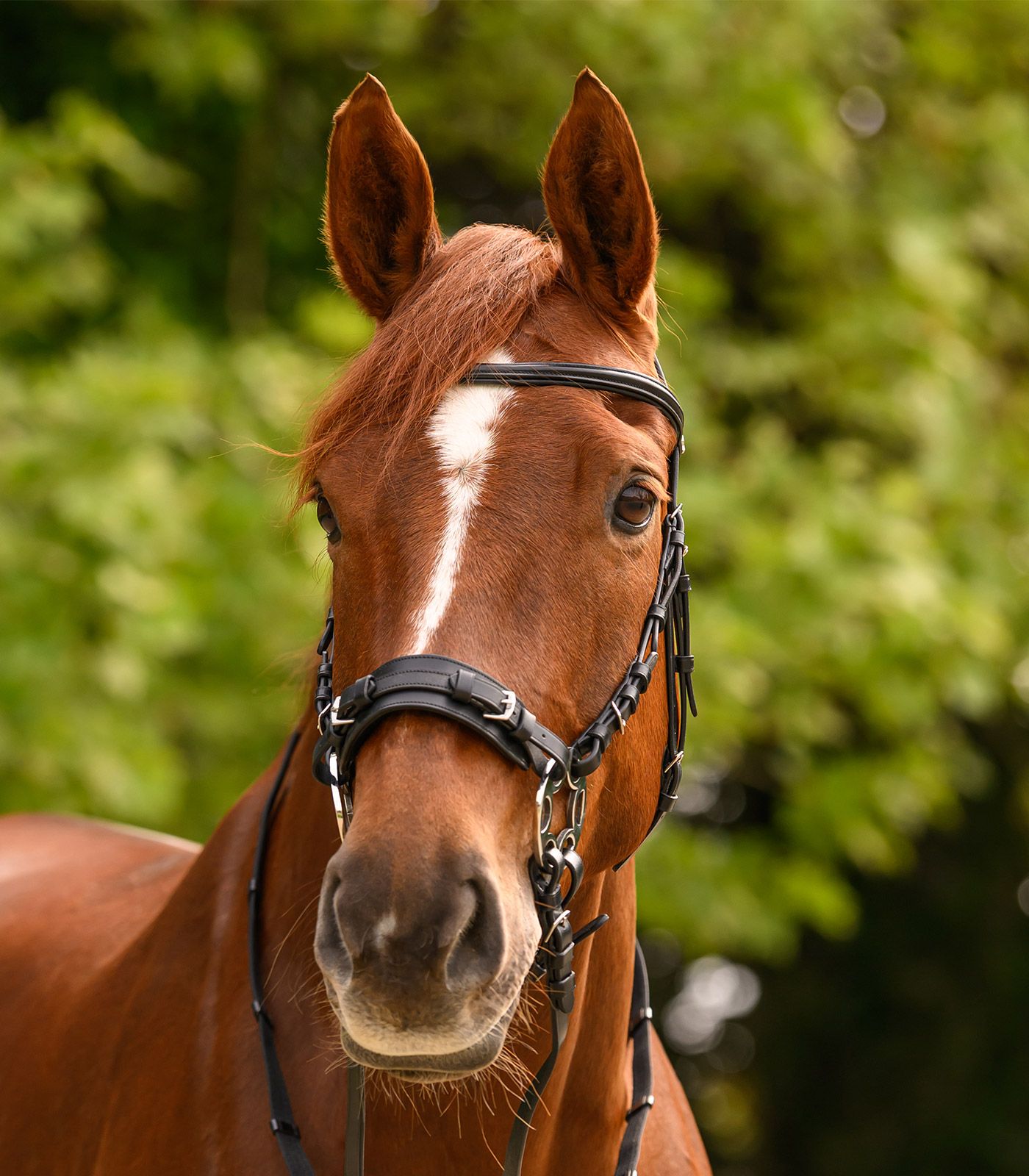 Waldhausen X-Line Hackamore Bridle Bitless Sensitive  - 4