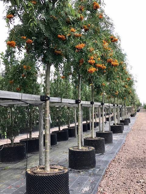 Sorbus (Commixta) Birgitta E Utr 150-200 Co - 4