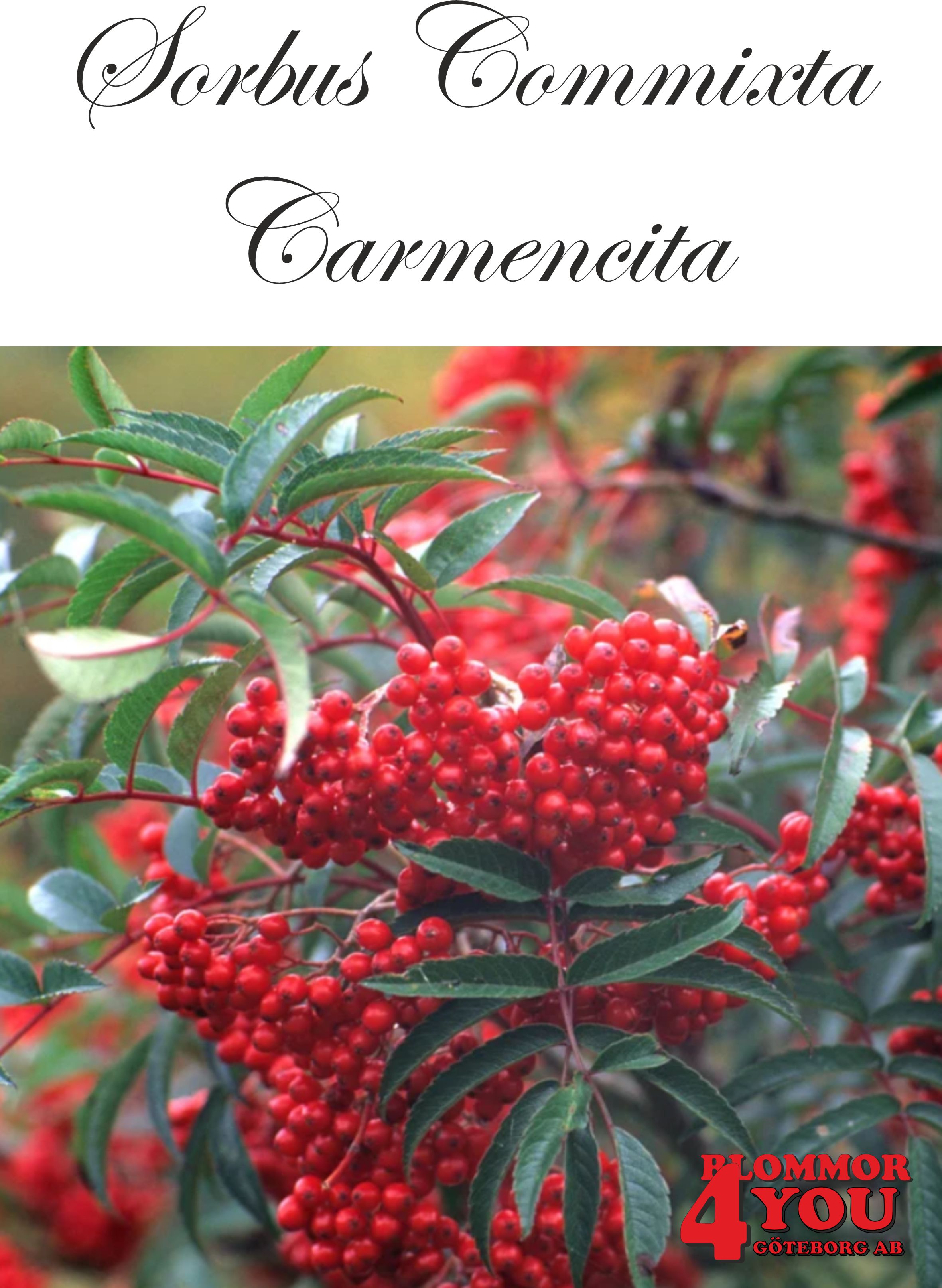 Sorbus commixta Carmencita E Utr 150-200 Co