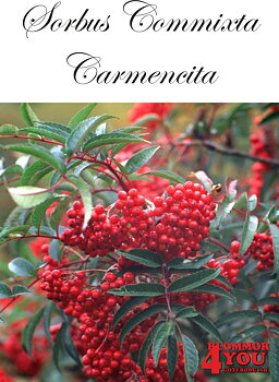 Sorbus commixta Carmencita E Utr 150-200 Co