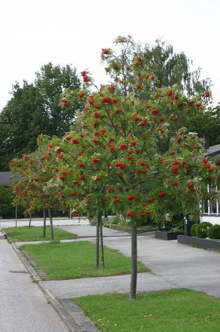 Sorbus decora Utr 150-200 Co - 2