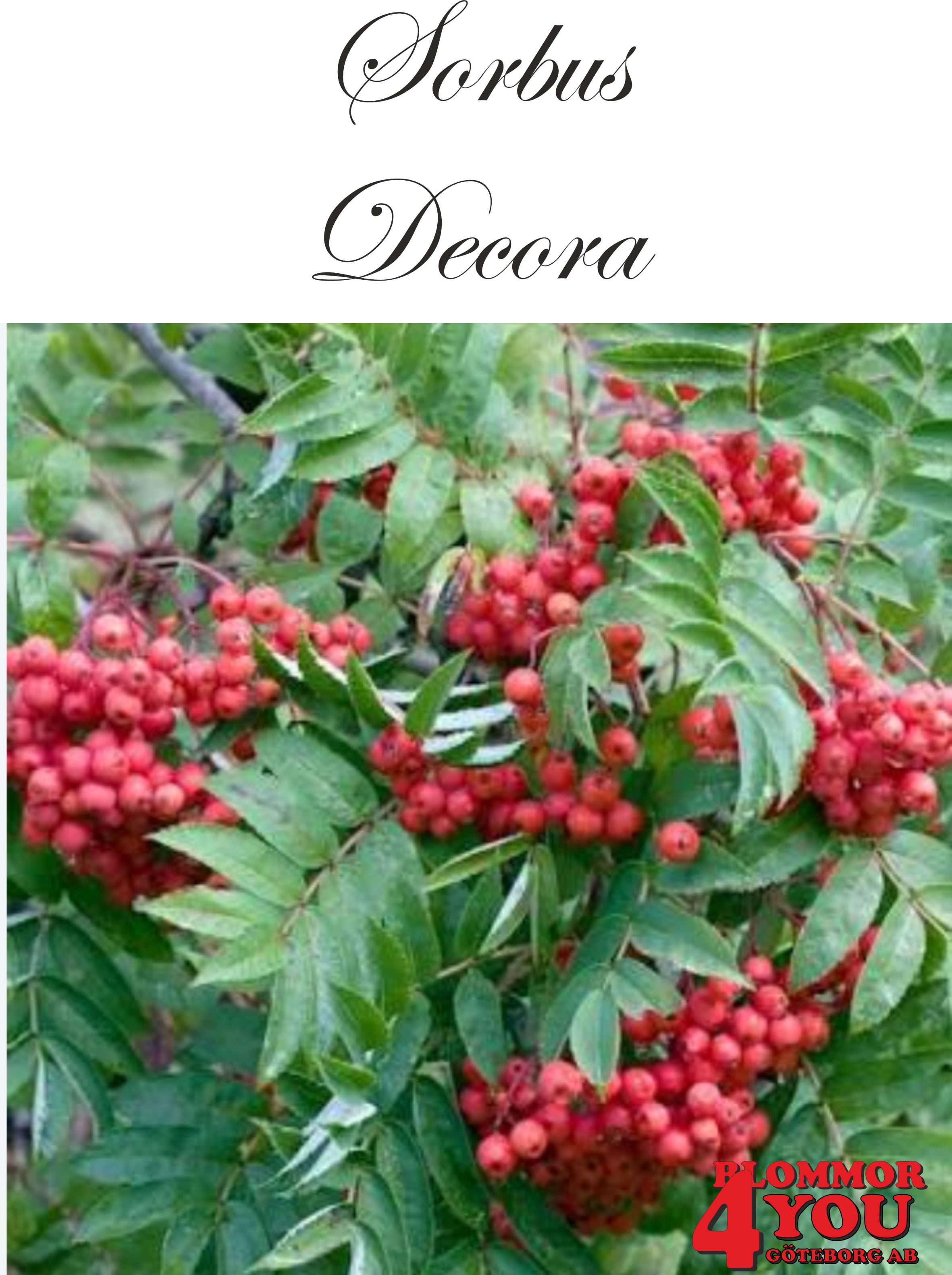 Sorbus decora Utr 150-200 Co
