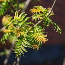 Sorbus decora Utr 150-200 Co - 3