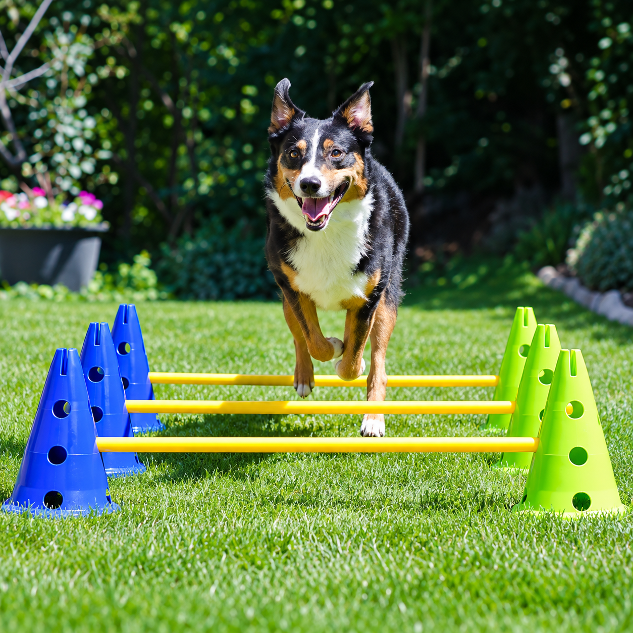FitPAWS K9 Cavaletti Set  - 6
