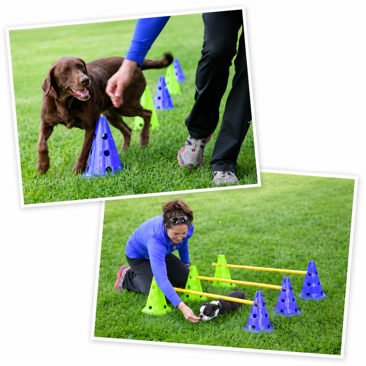 FitPAWS K9 Cavaletti Set  - 5