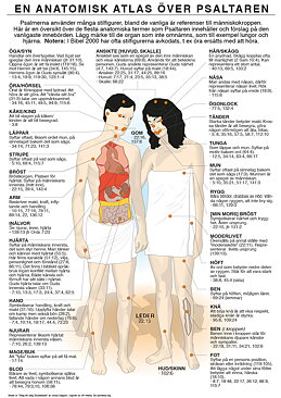 Affisch: Anatomisk atlas över Psaltaren