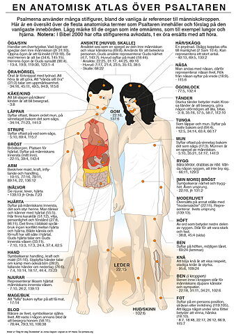 Affisch: Anatomisk atlas över Psaltaren