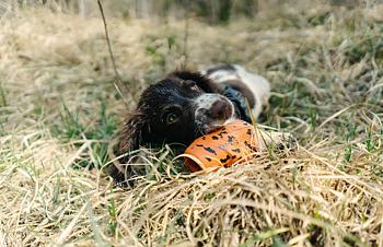 Non-Stop Dog Throw orange/black