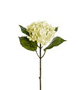 Hortensia 40 cm