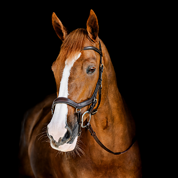 HORSEWARE MICKLEM COMPETITION BRIDLE