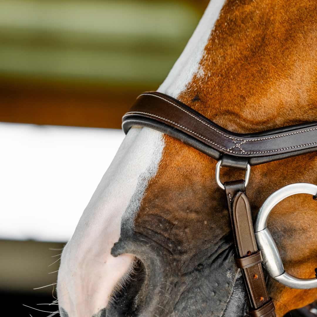 HORSEWARE MICKLEM COMPETITION BRIDLE - 10