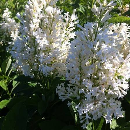 Syringa josikaea Holger Sh 120 Co - 2