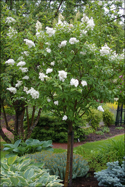 Syringa josikaea Holger Sh 120 Co - 4