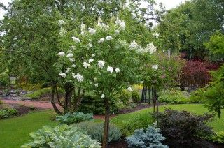 Syringa josikaea Holger Sh 120 Co - 3