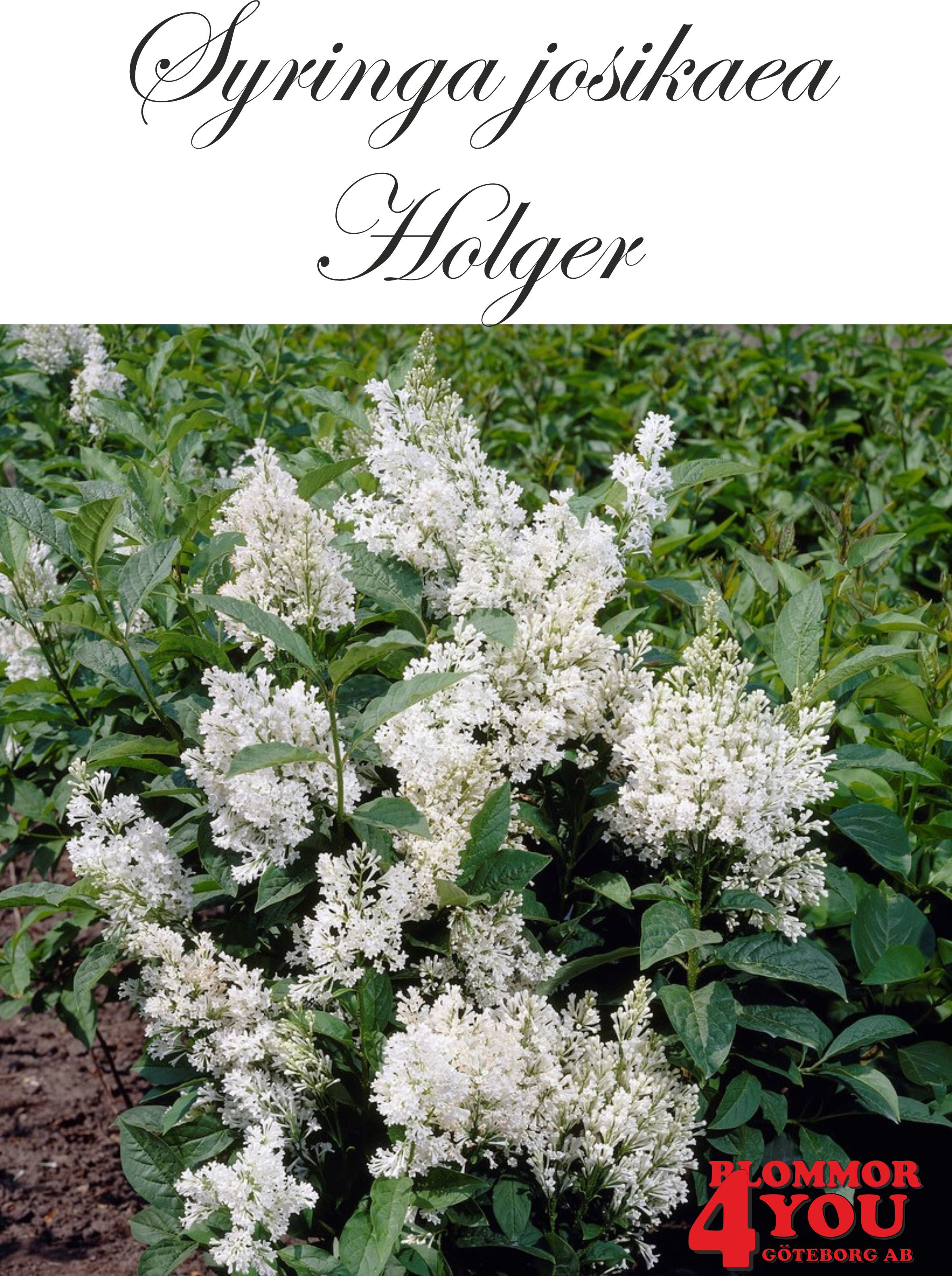 Syringa josikaea Holger Sh 120 Co