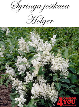 Syringa josikaea Holger Sh 120 Co