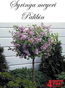 Syringa meyeri Palibin Sh 80 Co &nbsp;/ zon&nbsp;1-4(5)