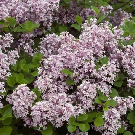 Syringa meyeri Palibin Sh 80 Co &nbsp;/ zon&nbsp;1-4(5) - 3