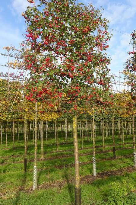 Malus Evereste     (bottenympad) Sh 90-110 Co &nbsp;/ zon&nbsp;1-3 - 3