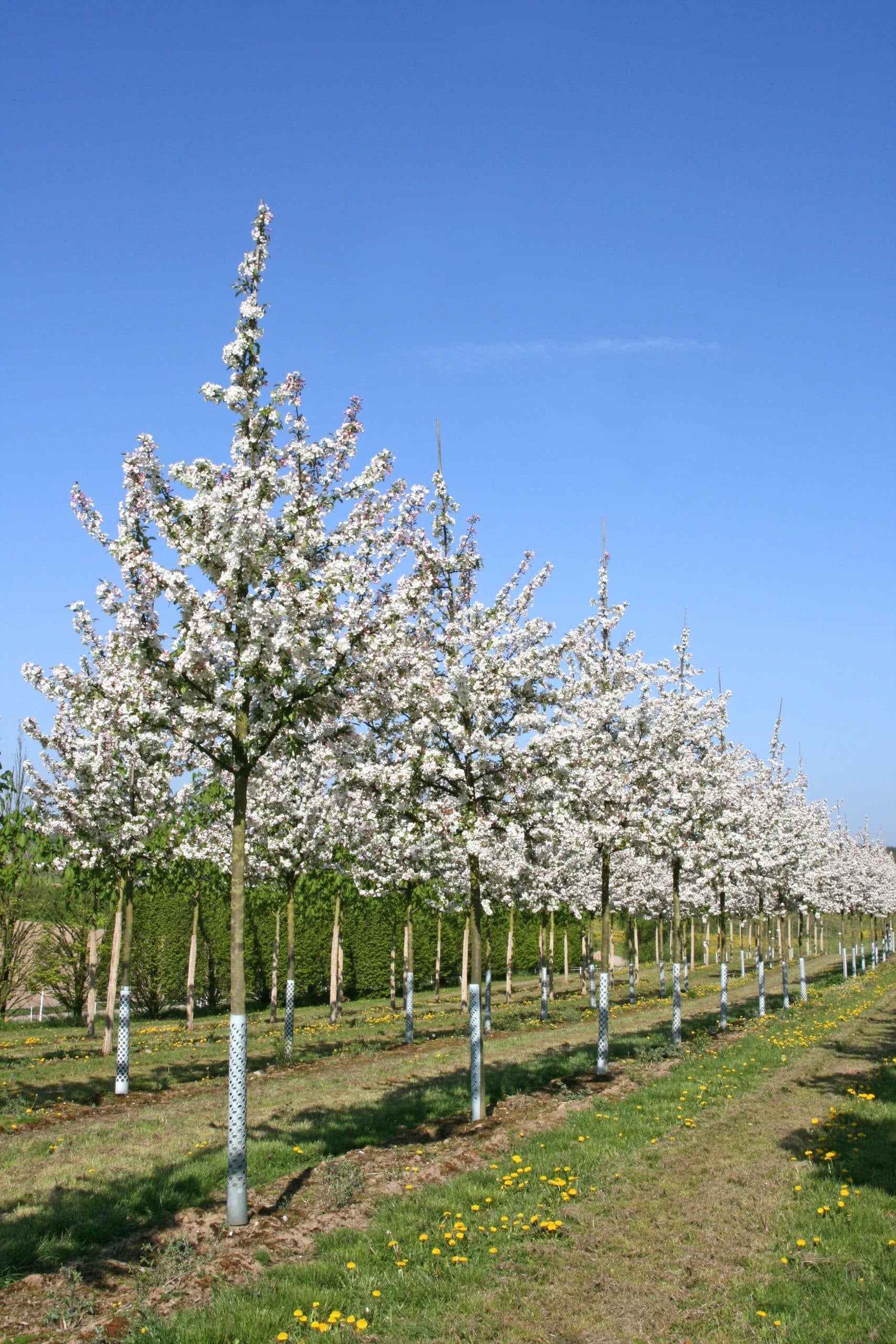 Malus Evereste     (bottenympad) Sh 90-110 Co &nbsp;/ zon&nbsp;1-3 - 2
