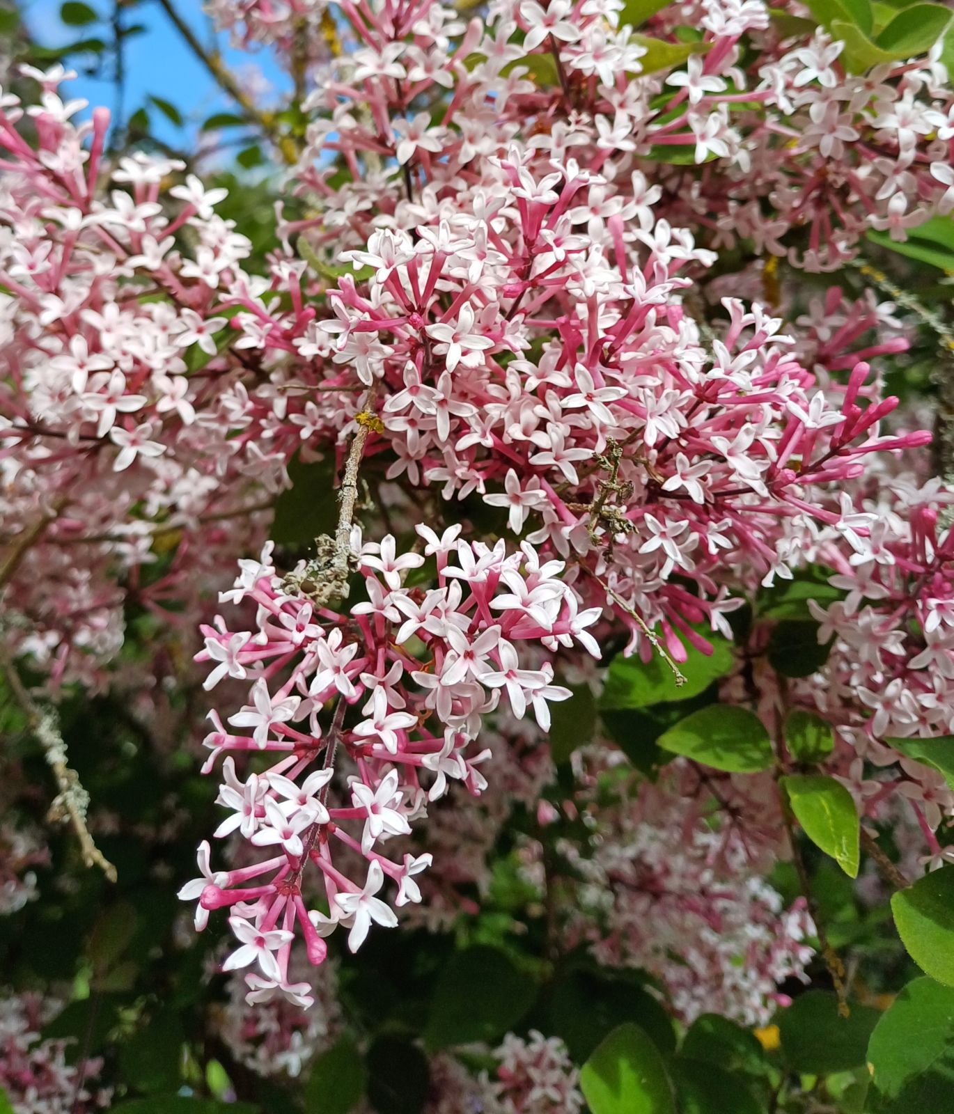 Syringa pubescens ssp microph. Superba Sh 100 Co &nbsp;/ zon&nbsp;1-4 - 4