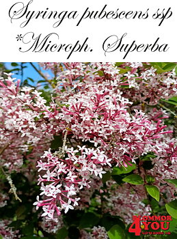 Syringa pubescens ssp microph. Superba Sh 100 Co &nbsp;/ zon&nbsp;1-4