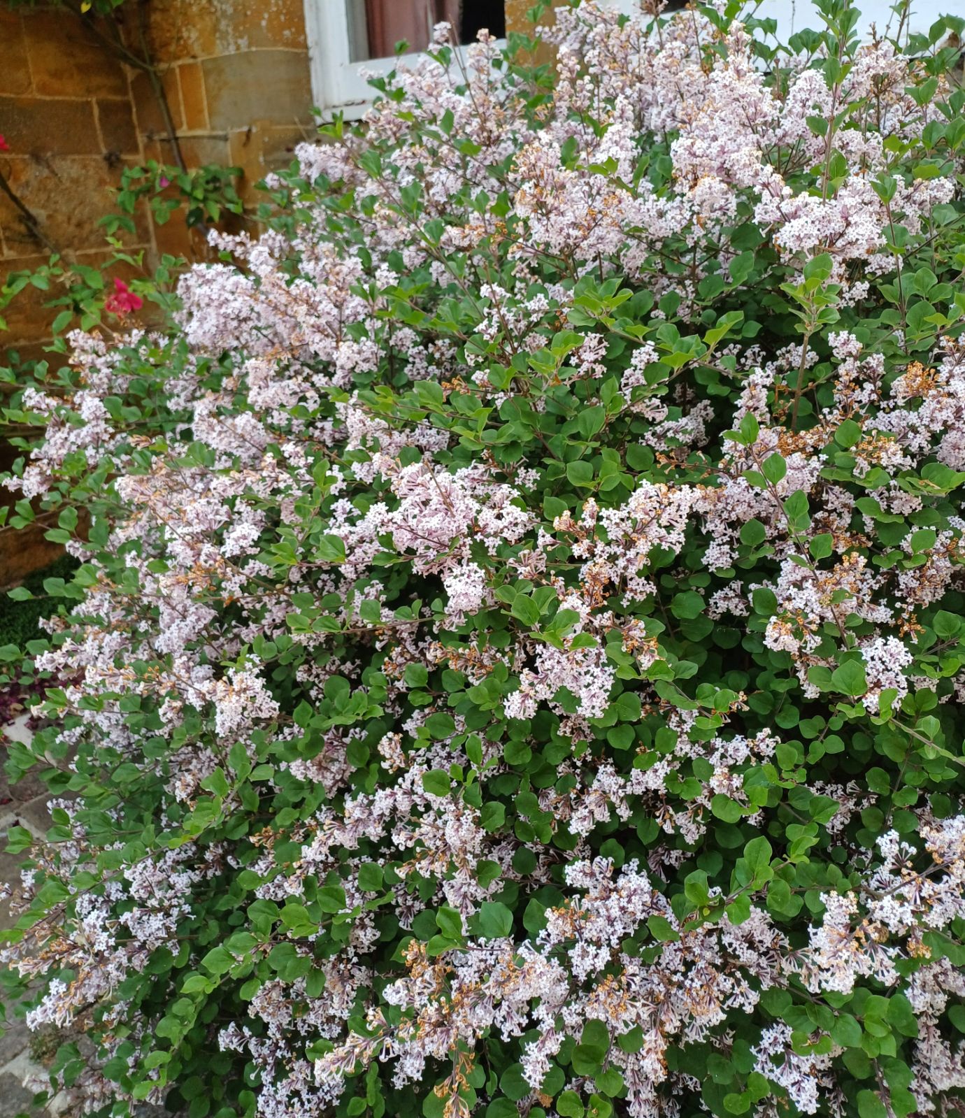 Syringa pubescens ssp microph. Superba Sh 100 Co &nbsp;/ zon&nbsp;1-4 - 3