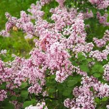 Syringa pubescens ssp microph. Superba Sh 100 Co &nbsp;/ zon&nbsp;1-4 - 2