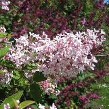 Syringa pubescens ssp microph. Superba Sh 100 Co &nbsp;/ zon&nbsp;1-4 - 5