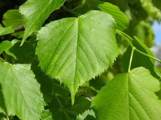Tilia cordata Utr 150-200 Co &nbsp;/ zon&nbsp;1-5 - 2