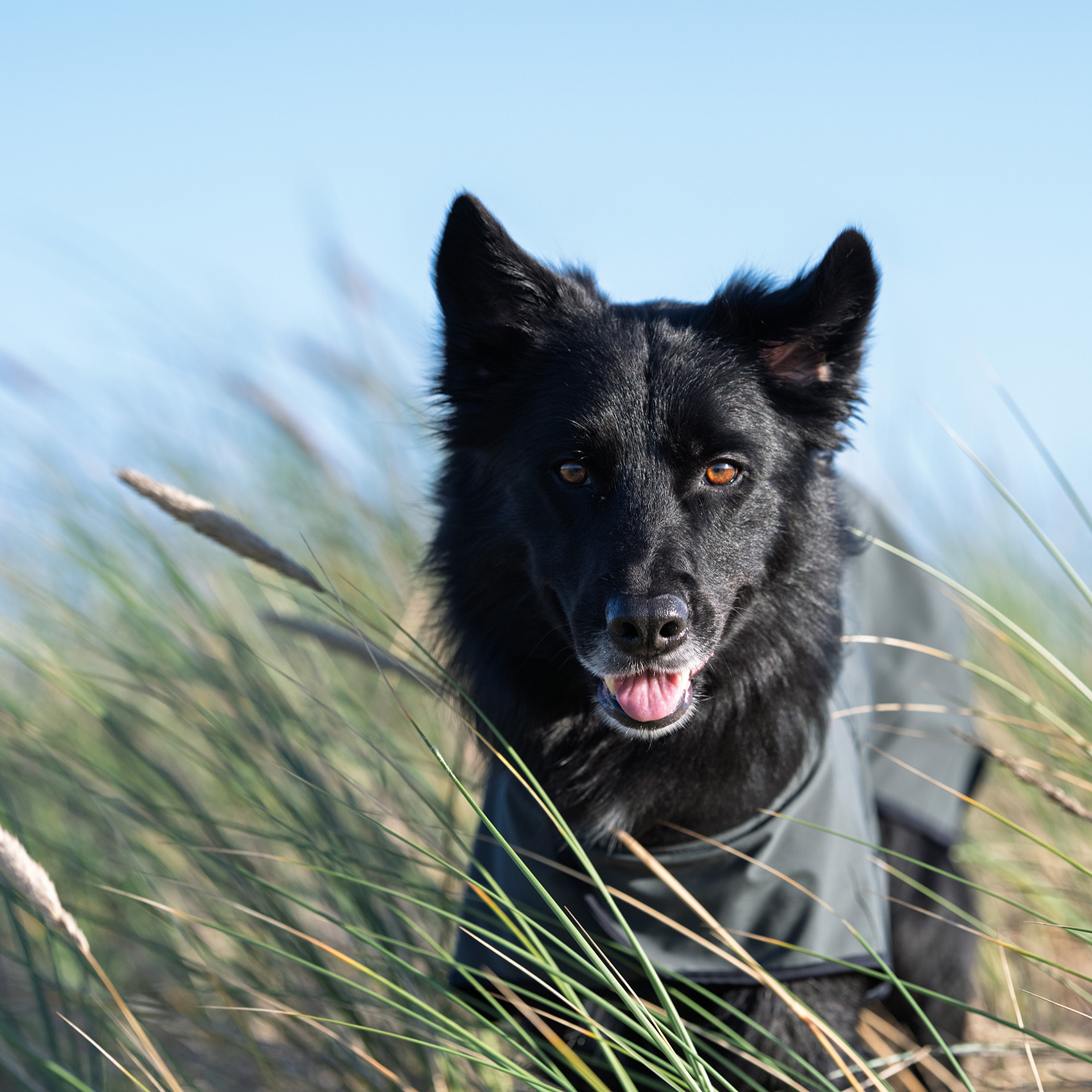 Hunde Regenmantel Neoflex (shadegreen) - 4