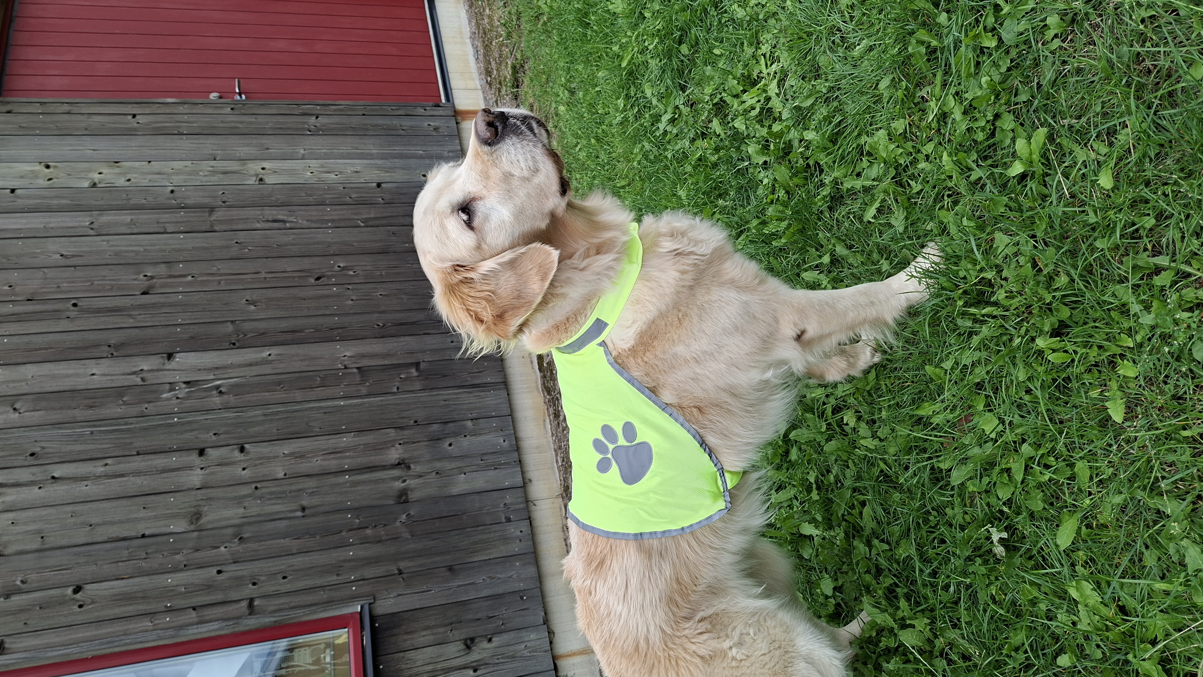 Reflective vest Trixie