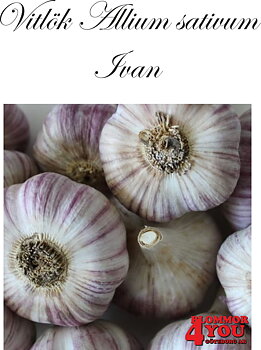 Vitlök   Allium sativum  IVAN   +50
