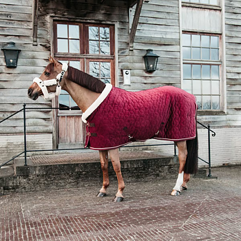 KENTUCKY SHOW RUG VELVET - BORDEAUX