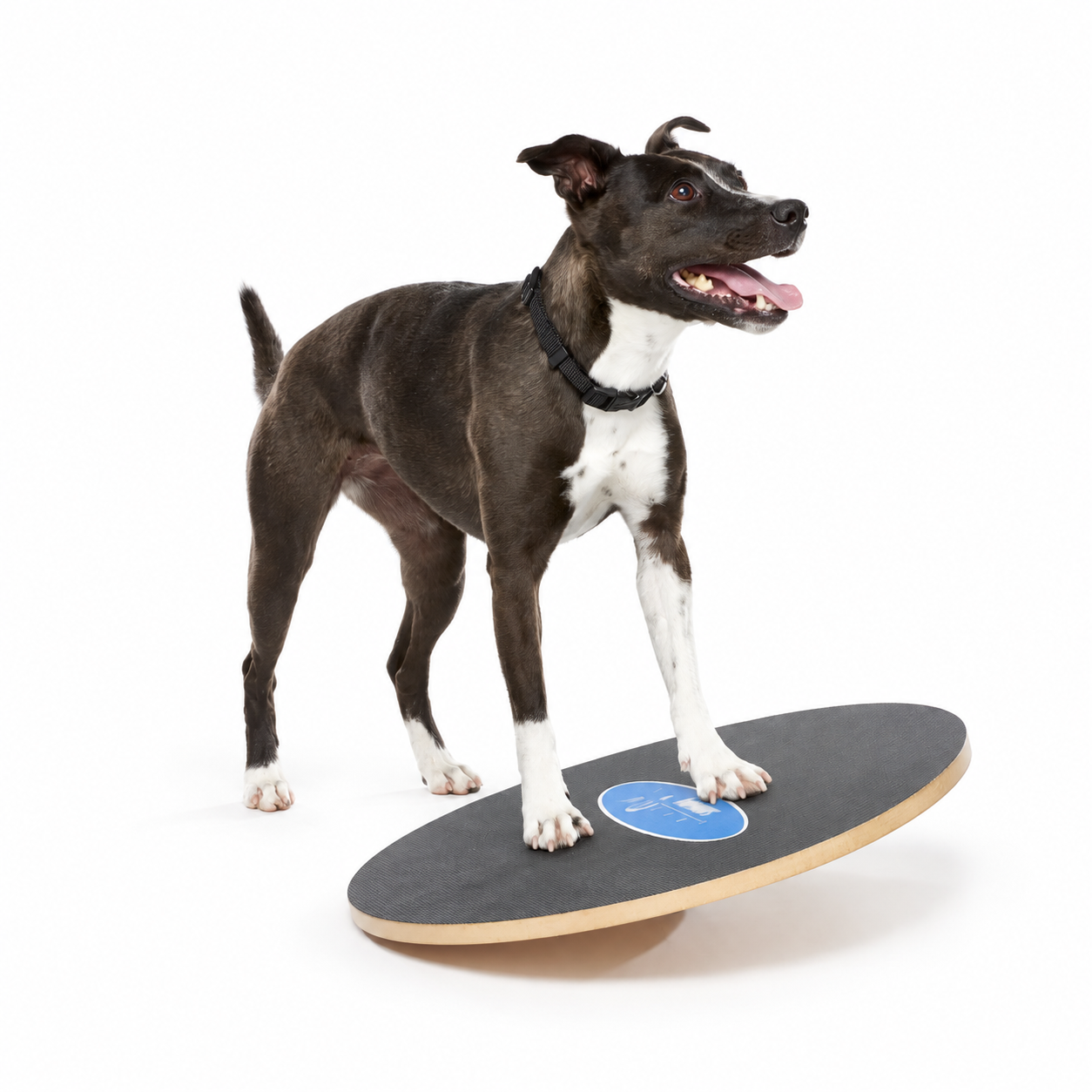 FitPAWS Wobble Board - 3