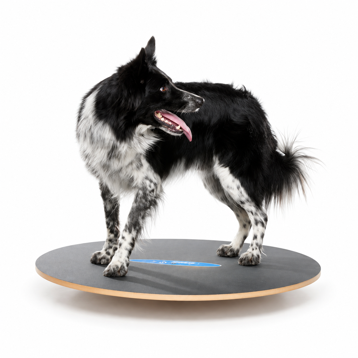 FitPAWS Wobble Board - 2