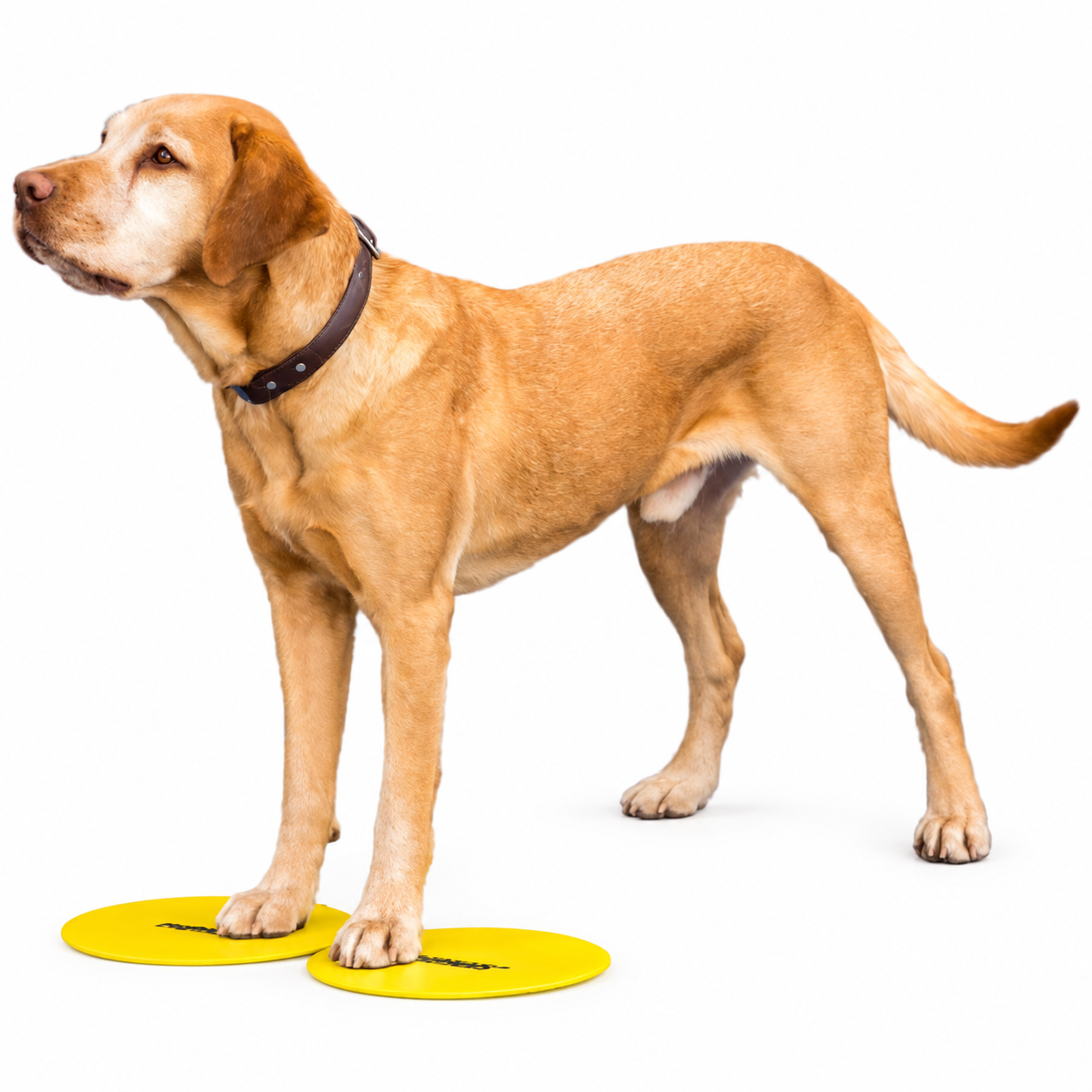 FitPAWS –  Target Disks - 2