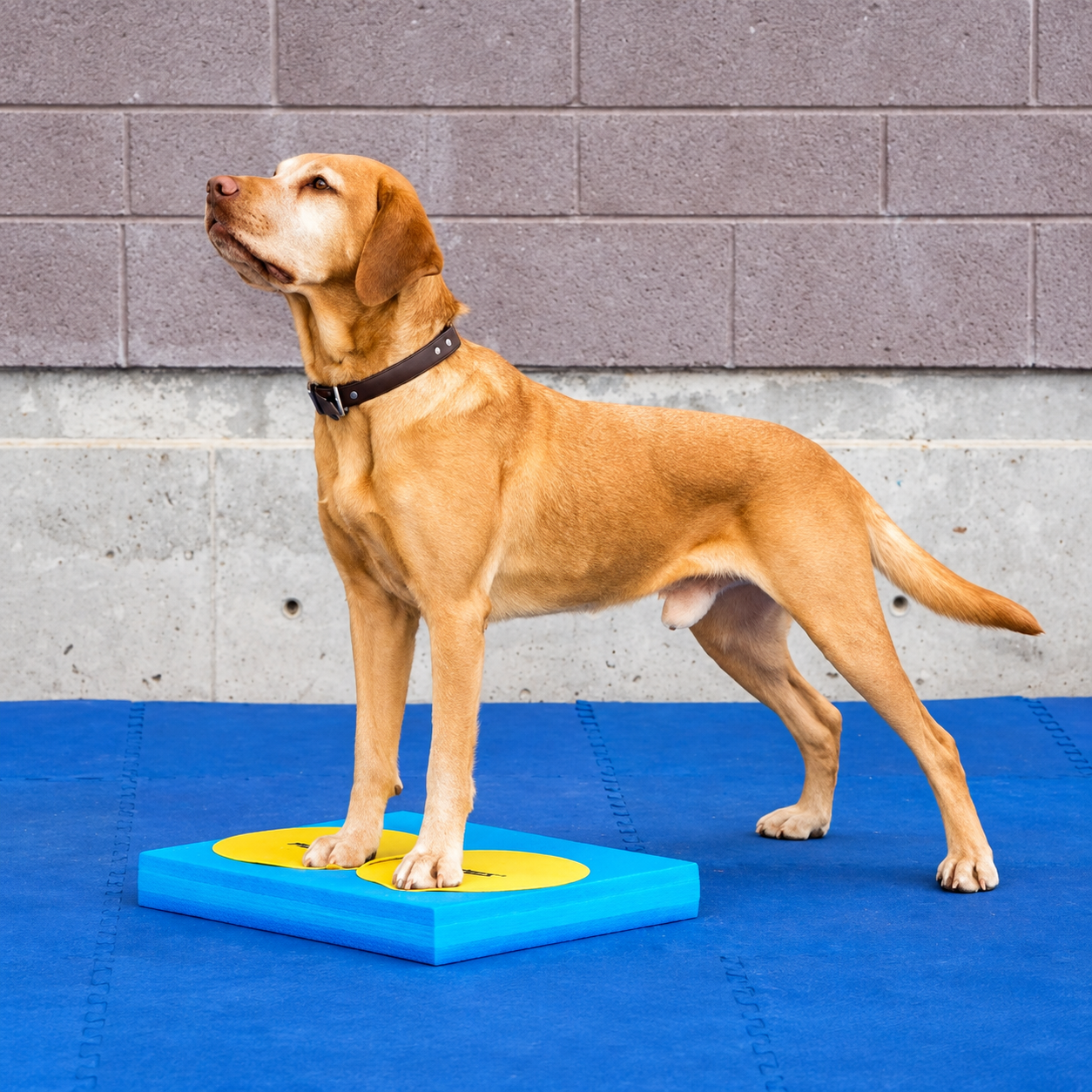 FitPAWS –  Target Disks - 3