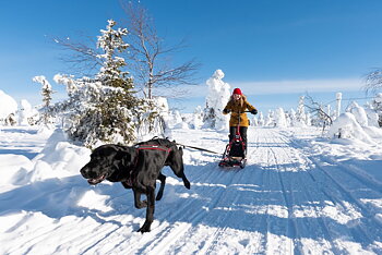 Esla Adventure Spark och Hundsläde Röd - PÅ VÅRT LAGER  VECKA 45-46!