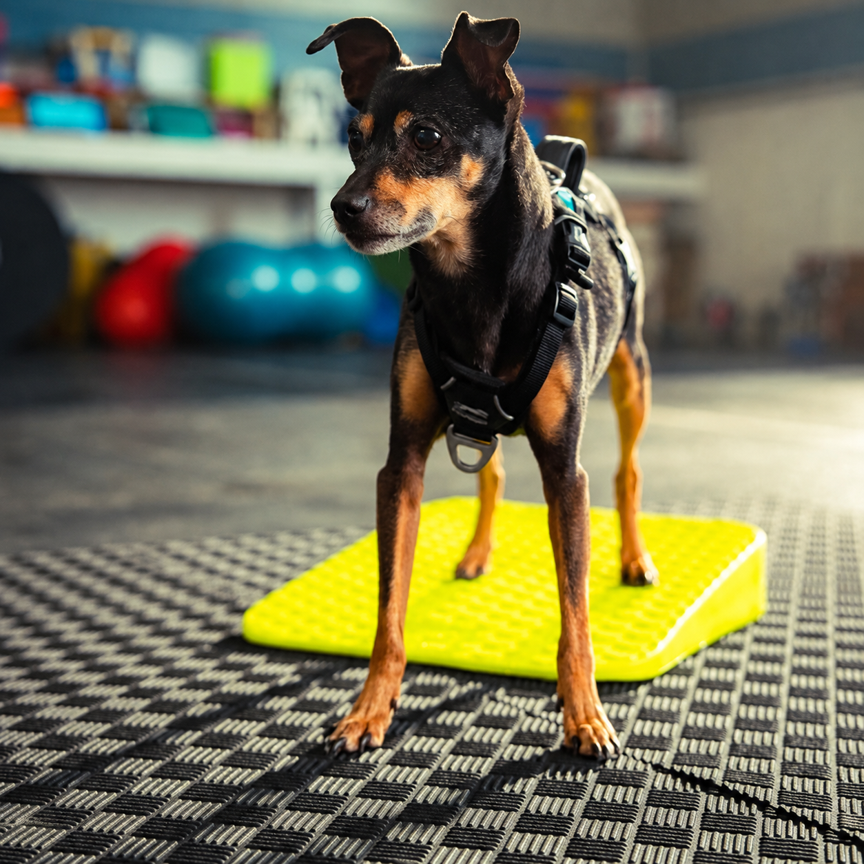 FitPAWS –  Balance Ramp - 7