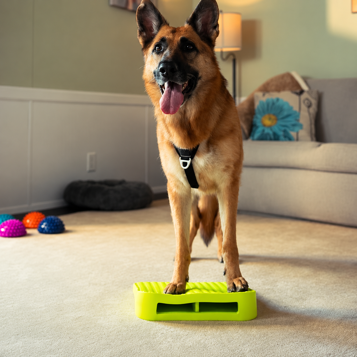 FitPAWS –  Balance Ramp - 5