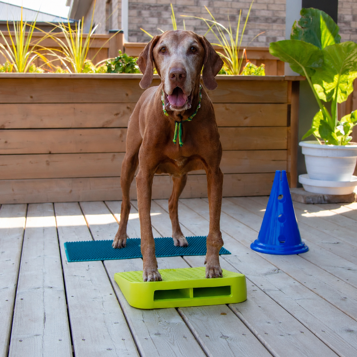 FitPAWS –  Balance Ramp - 8