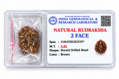Simple Rudraksh 2 Mukhi - Natural - 4